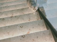 -飞行喵MR PILOT|猫舍·猫咖(静安大融城店)