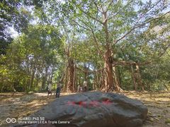 -中国科学院西双版纳热带植物园