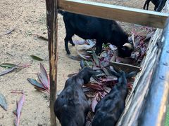 -三亚海棠湾喜来登度假酒店