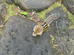 -五营红松林海景区