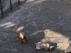 -青藏高原野生动物园