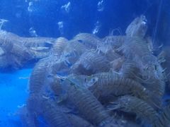-QQ海鲜餐厅
