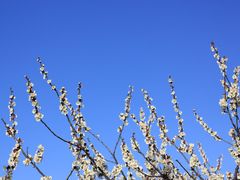 -林屋梅海青梅保护基地