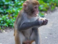 -南湾猴岛+椰田古寨一日游