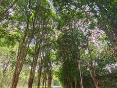 -东莞植物园