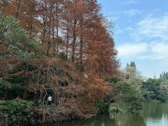 -深圳仙湖植物园