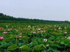 -台儿庄古城