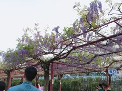 -嘉定紫藤园