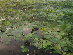 -丁香湖公园