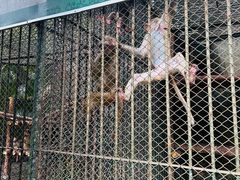 -深圳野生动物园