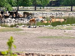 -北京麋鹿生态实验中心