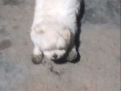 -动物缘宠物医院·骨科·猫科(西二环店)