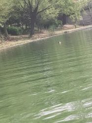 -剑鱼皮划艇俱乐部(石湖基地)