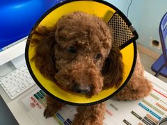 -瑞派福兴宠物医院犬猫全科·骨科·中西医结合(河东店)