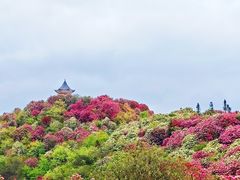 -贵州百里杜鹃风景名胜区