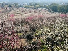 -香雪海