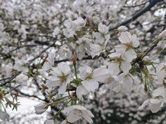 -武汉大学-樱园