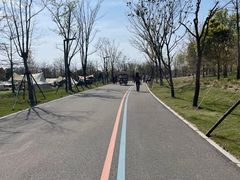 -上海滨江森林公园