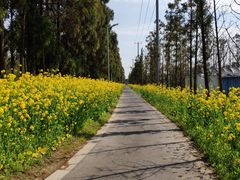 -上海长兴岛郊野公园