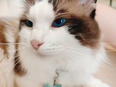 -猫在这儿猫咪咖啡馆·撸猫馆
