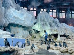 -帝企鹅自助餐厅•儿童岛•真企鹅(长隆企鹅酒店)