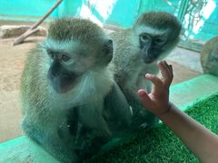 -北京野生动物园