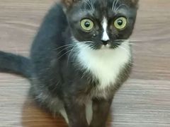 -楼上猫咖(罗湖店)
