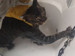 -宠物梦想家(日月豪庭店)