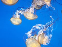 -太平洋海底世界