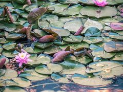 -莲花池公园