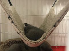 -我爱猫咪·猫咖·狗咖·安哥拉兔·羊驼咖(小寨华旗店)