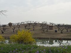 -乌村