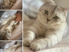 -东方名猫馆·英短金渐层布偶猫舍(环线广场1号楼店)