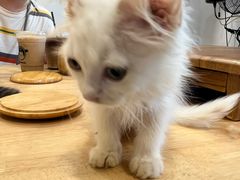 -楼上猫咖(罗湖店)