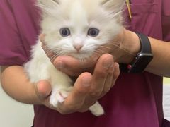 -瑞鹏宠物医院·爱宠堂(环西分院)