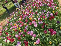 -洛阳郁金香牡丹园