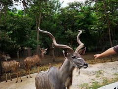 -清迈夜间动物园