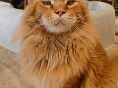 -藏猫猫咖啡主题馆(中央大道店)