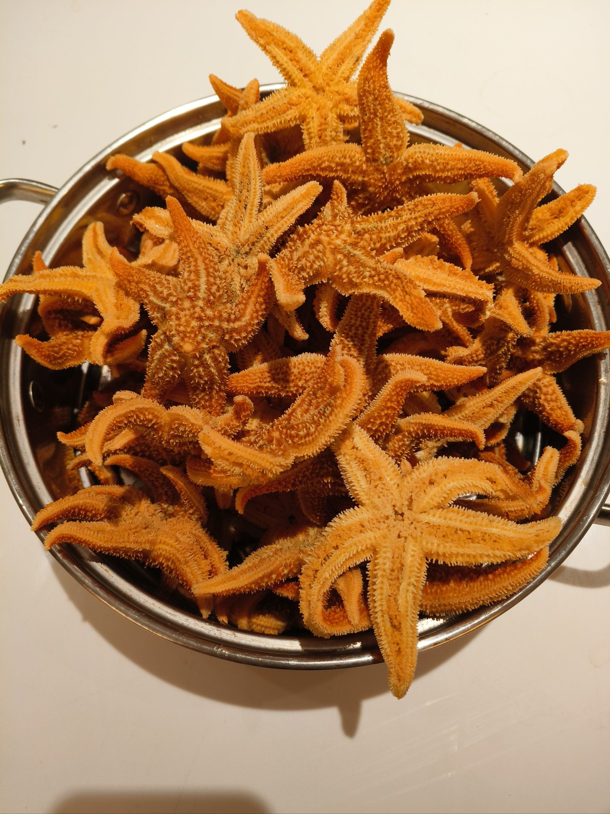海星免费的