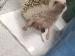 -邦泰·异宠动物医院