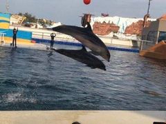 -秦皇岛乐岛海洋王国