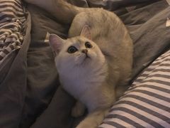 -芭比堂动物医院·犬猫全科·异宠专科(雁塔分院)