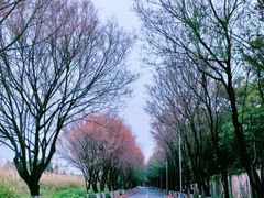 -王借岗森林公园