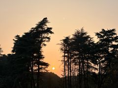 -上海共青森林公园