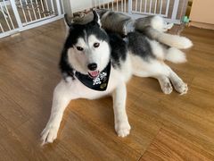 -Husky Go! 哈士奇体验馆·宠物咖啡厅狗咖