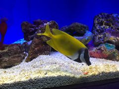 -上海海洋水族馆