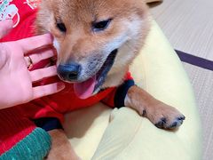 -逗柴咖啡屋·狗咖猫咖宠物桌游