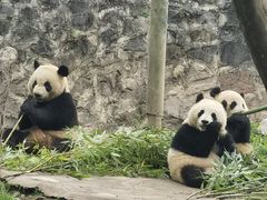 -都江堰中华大熊猫苑