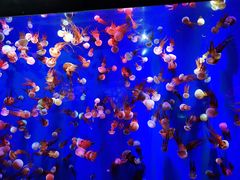 -成都浩海立方海洋公园