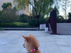 -上海崇明金茂凯悦酒店